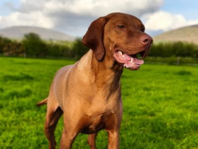 Flint is an IKC Registered male Hungarian Vizsla 4 years old in Carlow