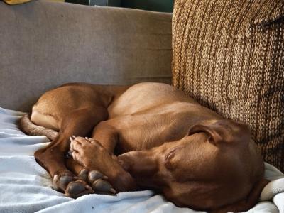 Flint is an IKC Registered male Hungarian Vizsla 4 years old in Carlow
