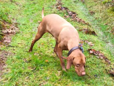 Flint is an IKC Registered male Hungarian Vizsla 4 years old in Carlow
