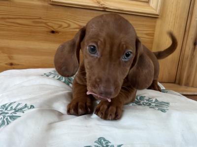 Miniature Dachshund puppies in Wexford