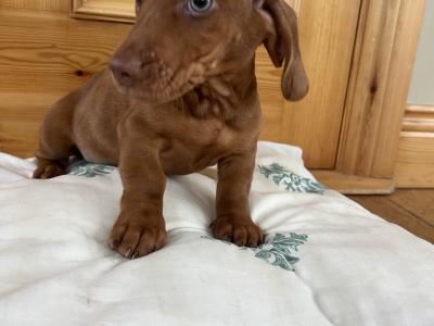 Miniature Dachshund puppies in Wexford