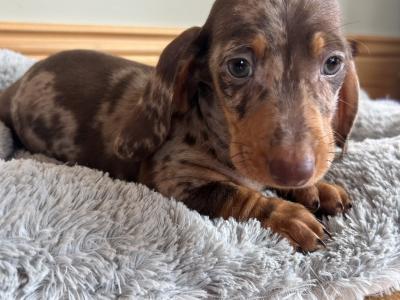 Miniature Dachshund puppies in Wexford