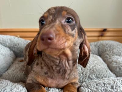 Miniature Dachshund puppies in Wexford