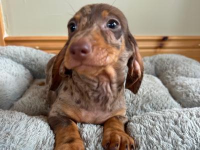 Miniature Dachshund puppies in Wexford