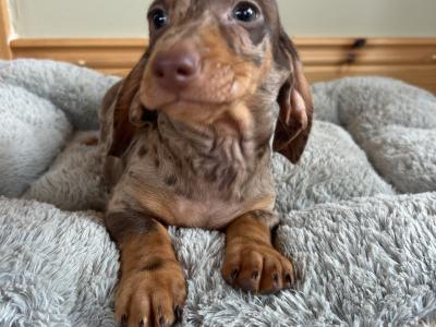 Miniature Dachshund puppies in Wexford