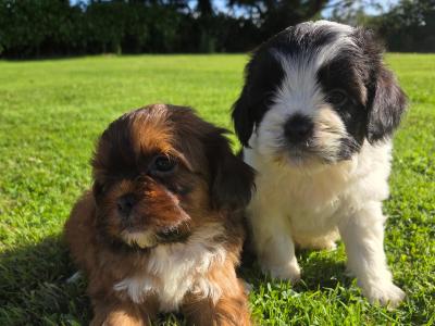 Tiny Shihpoo puppies