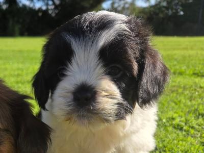 Tiny Shihpoo puppies (Shih Tzu x Poodle) in Wexford