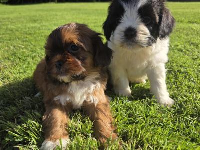 Tiny Shihpoo puppies