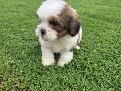 Tiny Shihpoo puppies