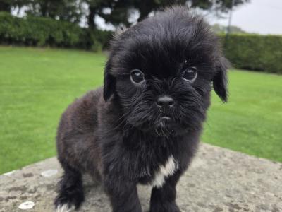 Tiny Shihpoo puppies