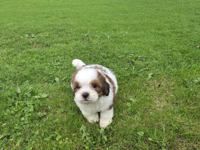 Tiny Shihpoo puppies