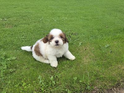 Tiny Shihpoo puppies