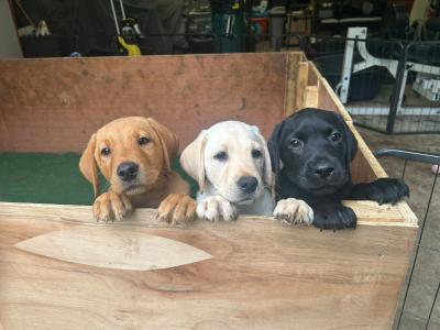 IKC Registered (pending) Labrador puppies in Dublin