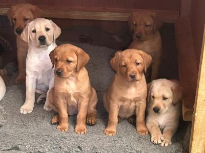 IKC Registered (pending) Labrador puppies in Dublin