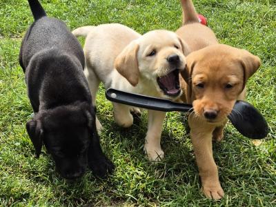 IKC Registered (pending) Labrador puppies in Dublin