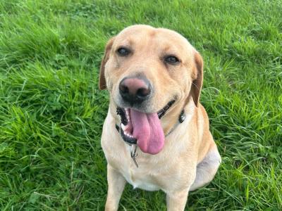 IKC Registered (pending) Labrador puppies in Dublin