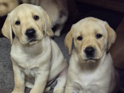 IKC Registered (pending) Labrador puppies in Dublin