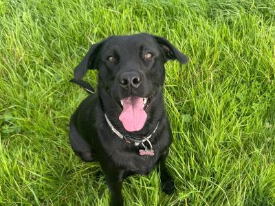 IKC Registered (pending) Labrador puppies in Dublin