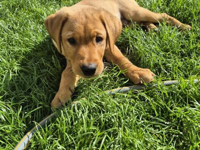 IKC Registered (pending) Labrador puppies in Dublin