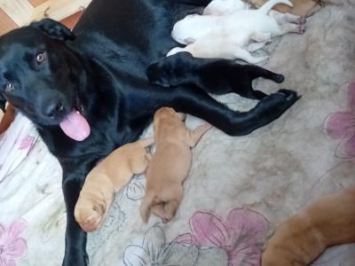 IKC Registered (pending) Labrador puppies in Dublin