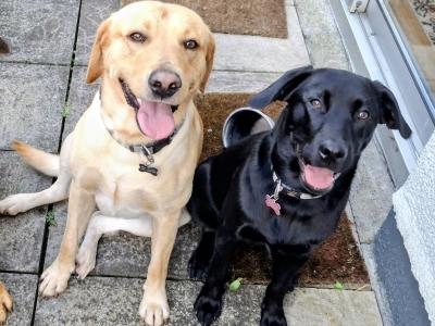 IKC Registered (pending) Labrador puppies in Dublin