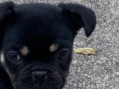 Pug male