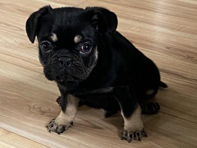 Pug male