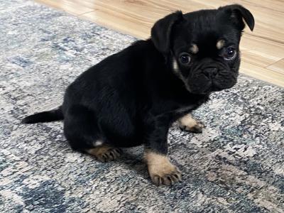 Pug male