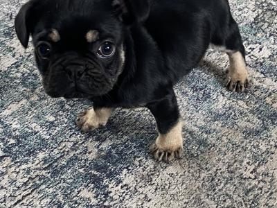 Pug male