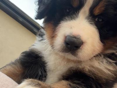 IKC Registered Bernese Mountain Dog puppies for sale in Waterford