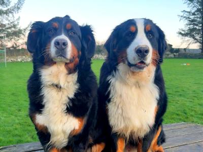 IKC Registered Bernese Mountain Dog puppies for sale in Waterford
