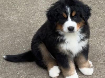 IKC Registered Bernese Mountain Dog puppies for sale in Waterford