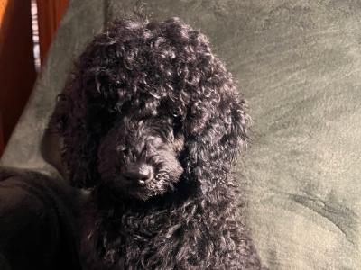 IKC Registered male miniature Poodle puppy in Kerry