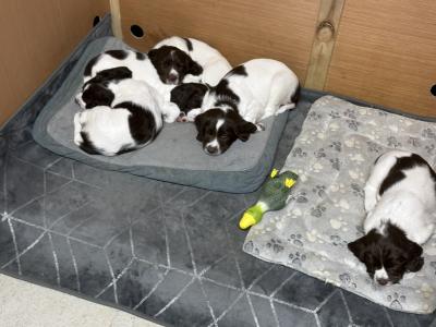 Springer Spaniel pups