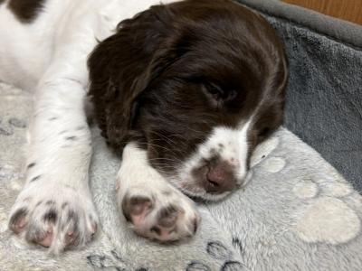 Springer Spaniel pups