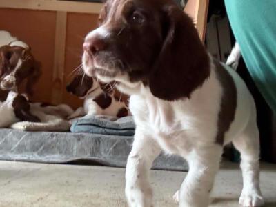 Springer Spaniel pups