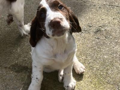 Springer Spaniel pups