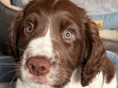 Springer Spaniel pups
