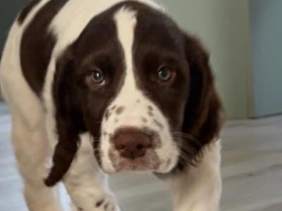 Springer Spaniel pups