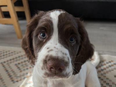 Springer Spaniel pups