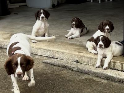 Springer Spaniel pups