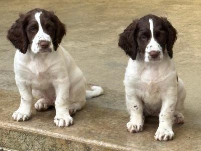 Springer Spaniel pups