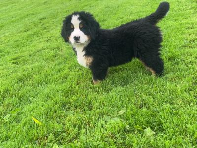 Purebred IKC registered  (PENDING) Bernese Mountain Dog