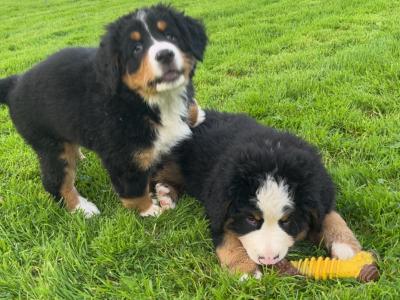 Purebred IKC registered  (PENDING) Bernese Mountain Dog