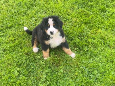 Purebred IKC registered  (PENDING) Bernese Mountain Dog