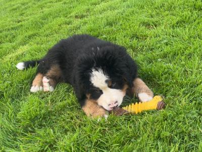 Purebred IKC registered  (PENDING) Bernese Mountain Dog
