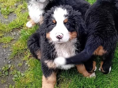 Purebred IKC Registered Bernese Mountain Dog puppies in Mayo