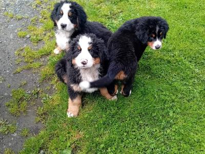 Purebred IKC registered  (PENDING) Bernese Mountain Dog