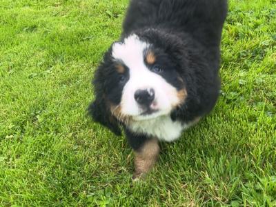 Purebred IKC registered  (PENDING) Bernese Mountain Dog