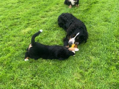 Purebred IKC registered  (PENDING) Bernese Mountain Dog